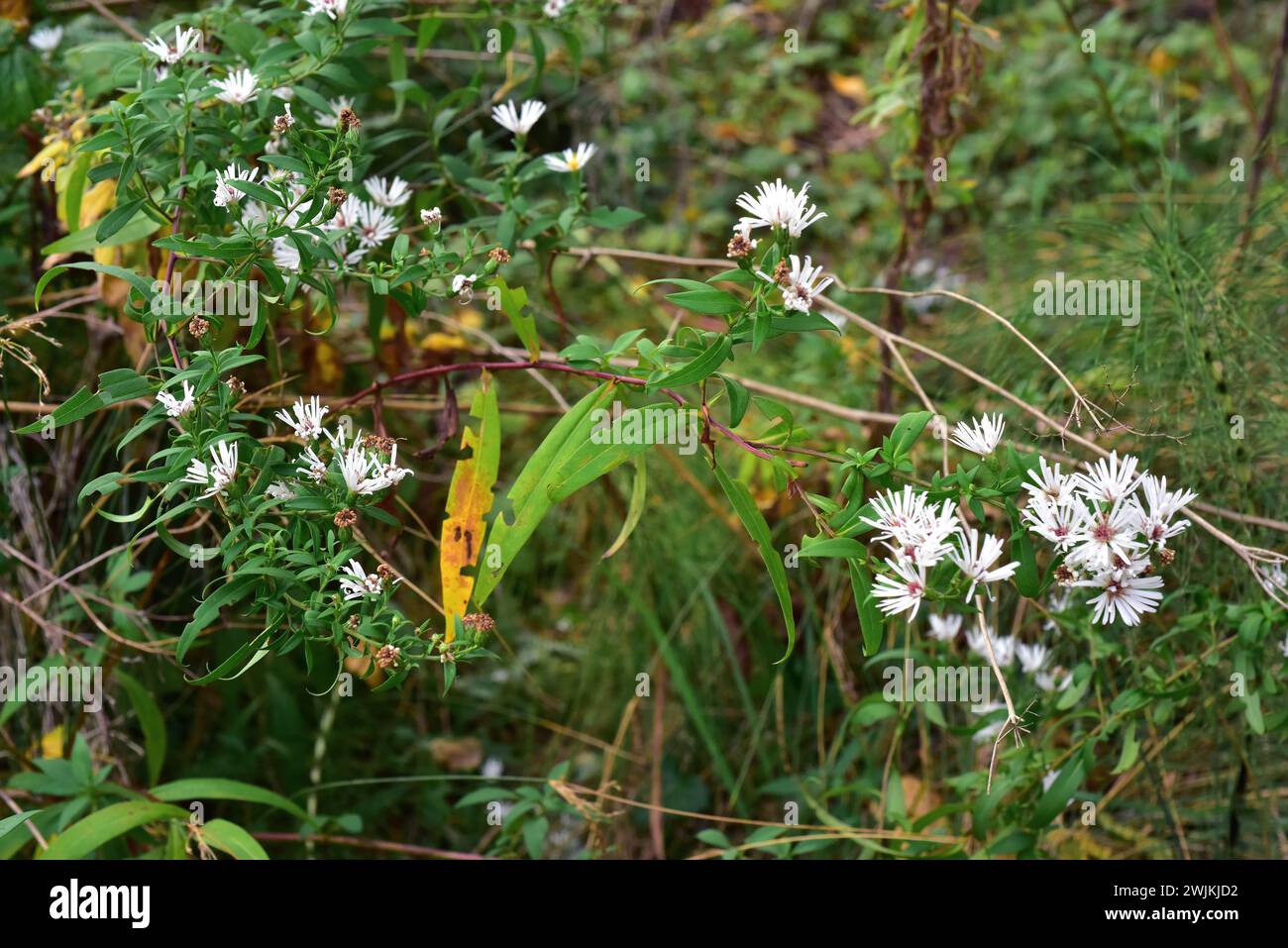 Frost aster or hairy white oldfield aster (Aster pilosus or Symphyotrichum pilosum) is an herb native to North America but naturalized in other temper Stock Photo