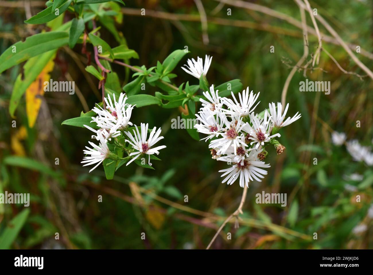 Frost aster or hairy white oldfield aster (Aster pilosus or Symphyotrichum pilosum) is an herb native to North America but naturalized in other temper Stock Photo