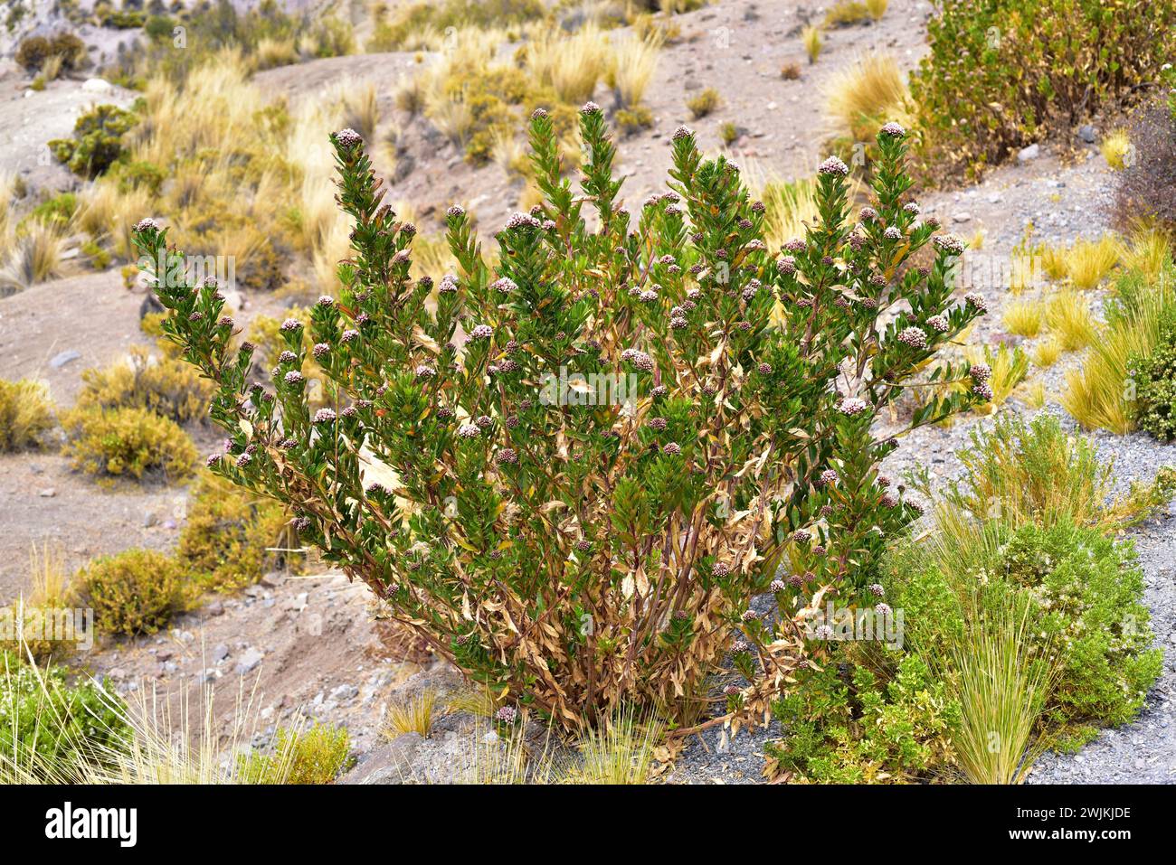 Baccharis petiolata is a shrub native to Chile. This photo was taken near Putre, Atacama Desert, Chile. Stock Photo