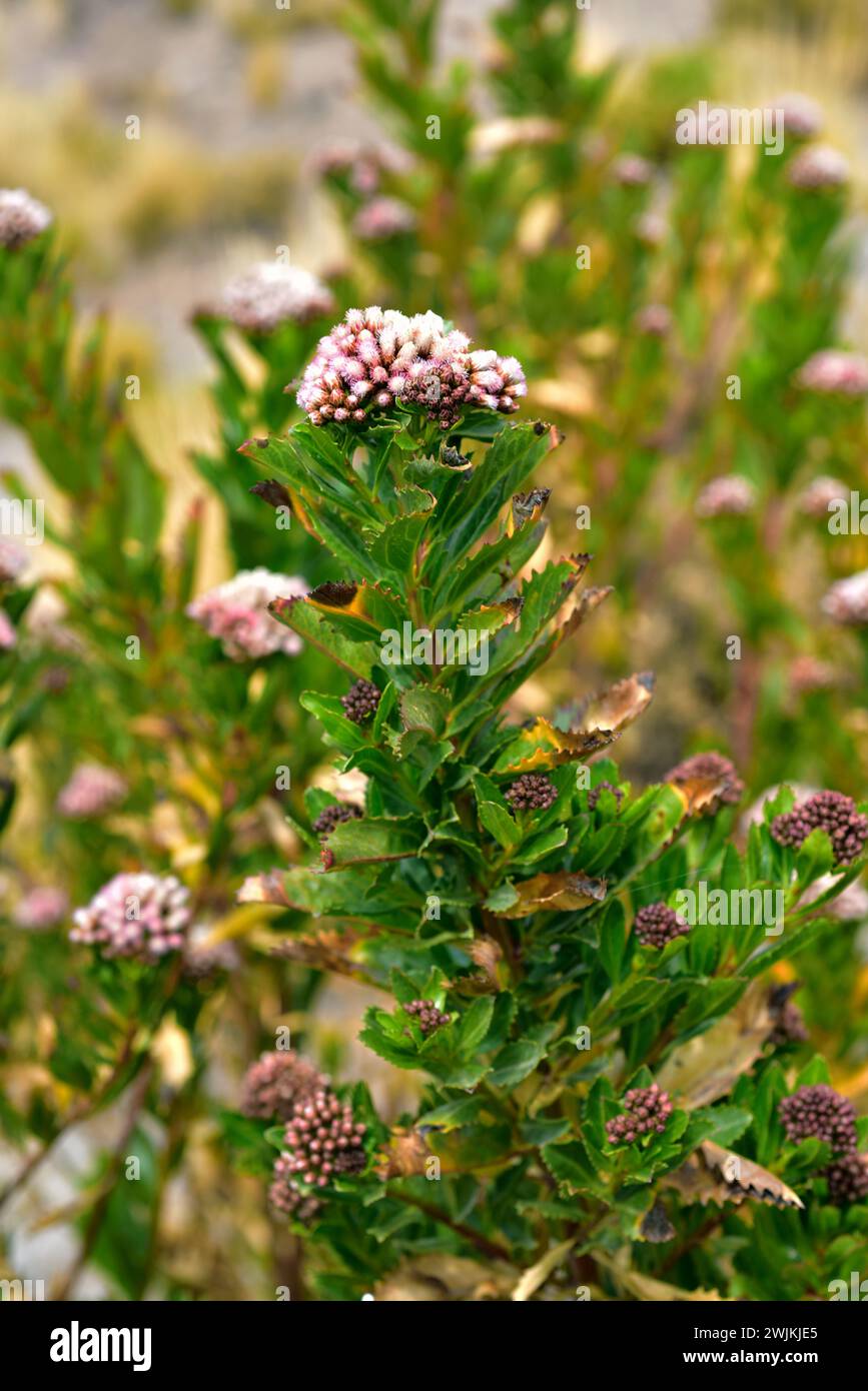 Baccharis petiolata is a shrub native to Chile. This photo was taken ...