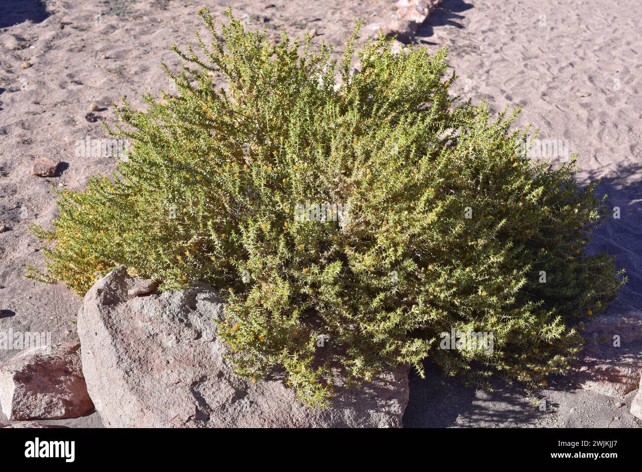 Lengua de gallo or rezongon (Chuquiraga atacamensis) is a spiny shrub native to northern Chile. This photo was taken in Atacama Desert, Chile. Stock Photo