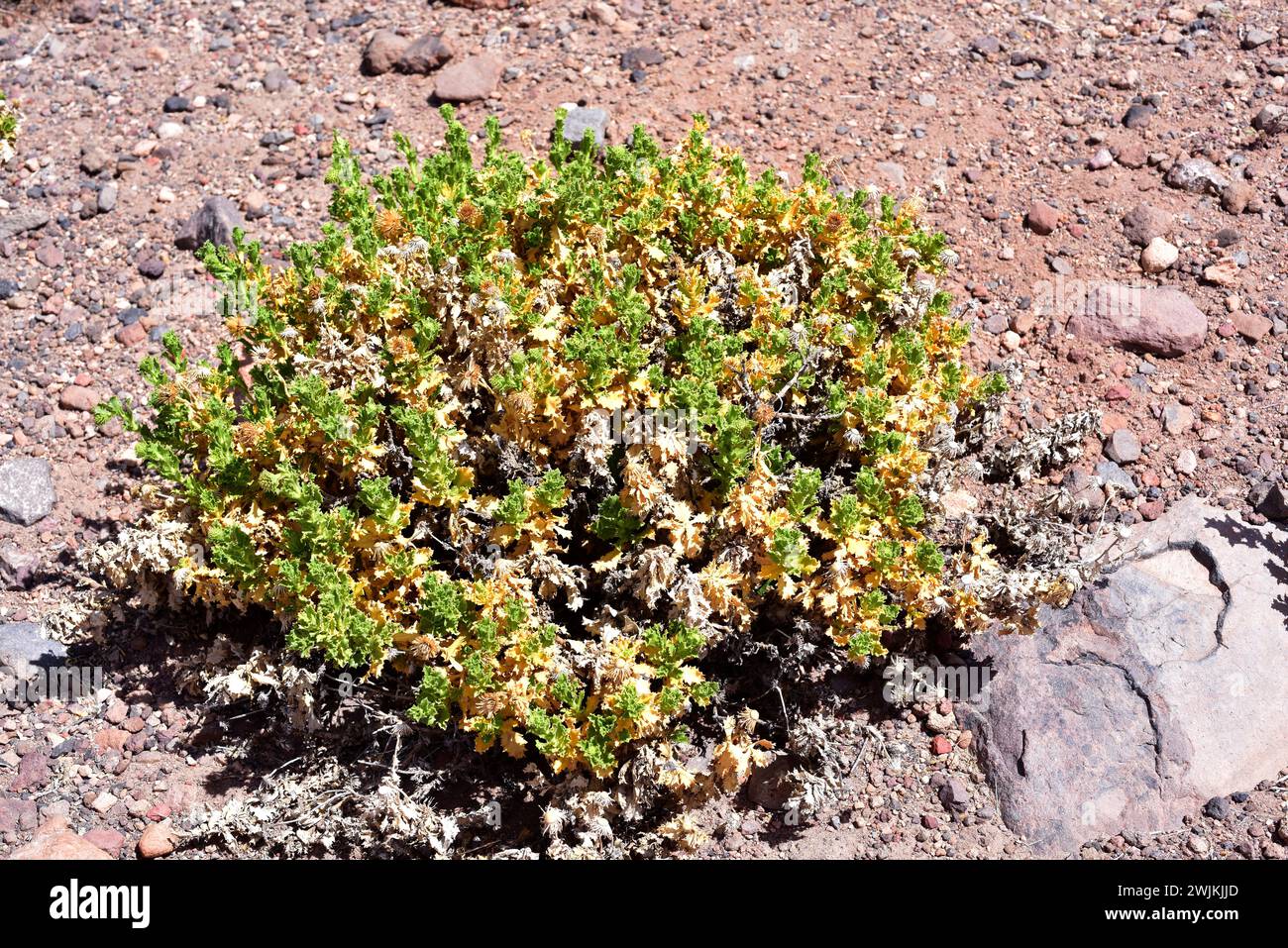 Bailahuen (Haplopappus rigidus) is a shrub native to northern Chile. This photo was taken in Atacama Desert, Chile. Stock Photo
