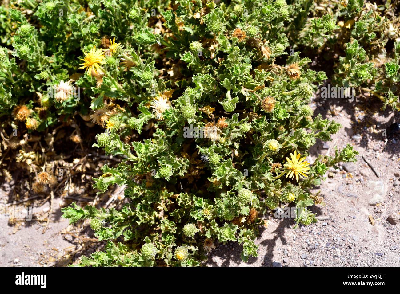 Bailahuen (Haplopappus rigidus) is a shrub native to northern Chile. This photo was taken in Atacama Desert, Chile. Stock Photo