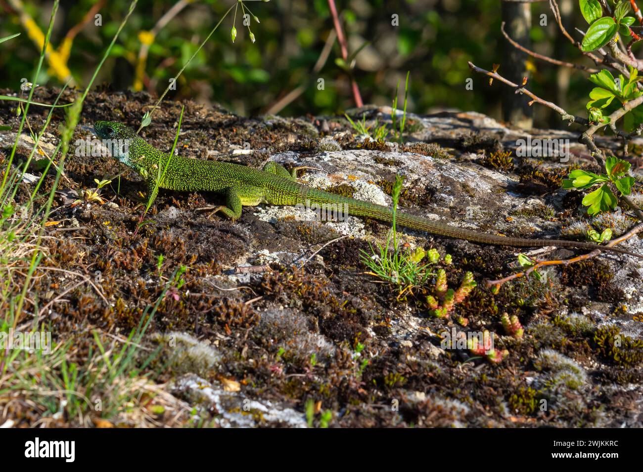 European green lizard Lacerta viridis emerging from the grass exposing its beautiful colors. Stock Photo