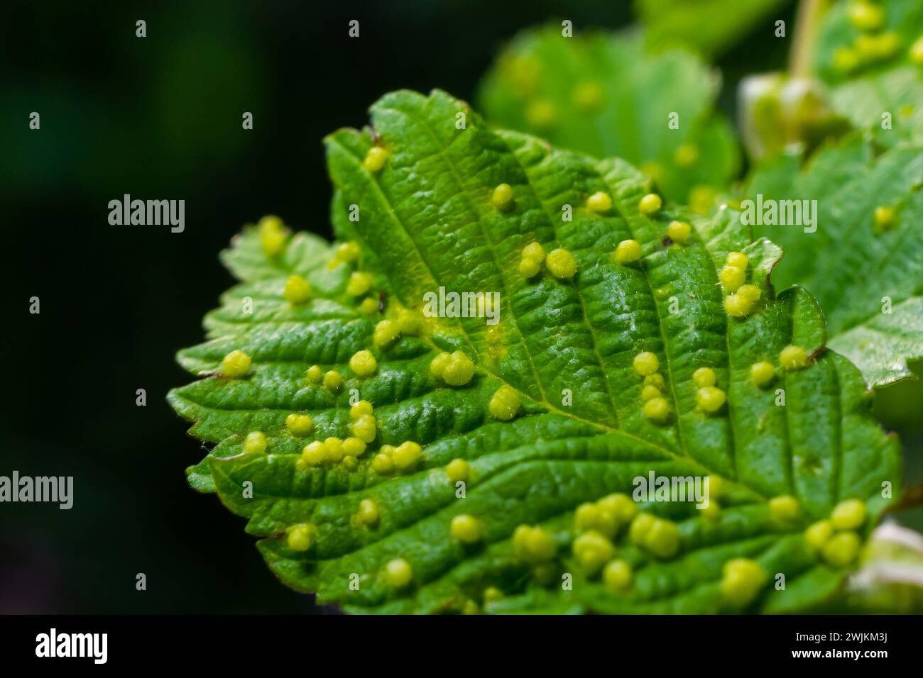 Leaves with gall mite Eriophyes tiliae. A close-up photograph of a leaf affected by galls of Eriophyes tiliae. High quality photo Stock Photo