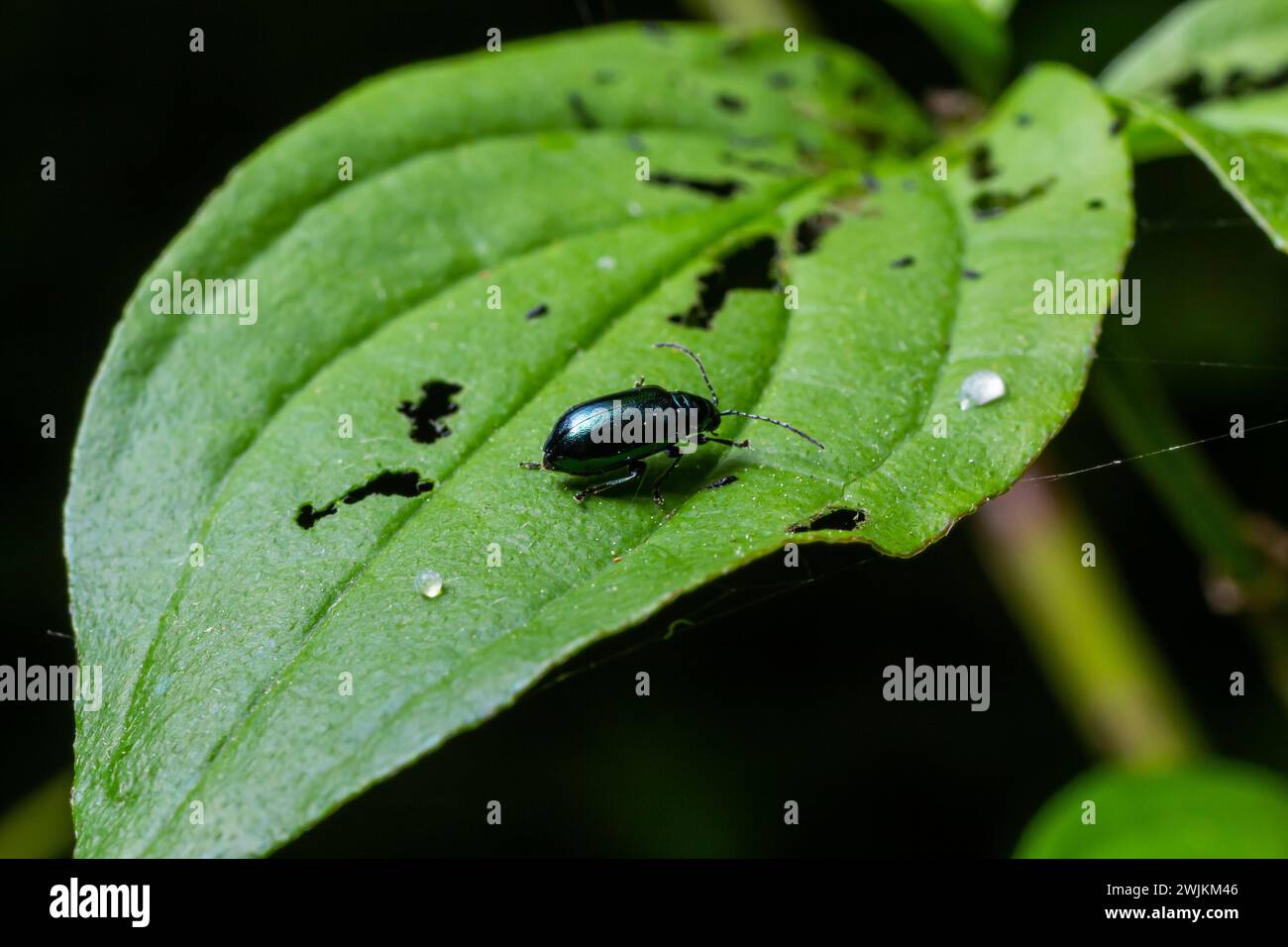 Altica birmanensis hi-res stock photography and images - Alamy
