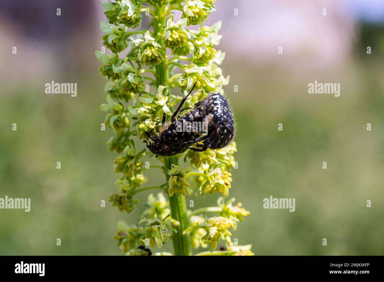 White spotted rose beetle: A Beneficial Insect for Pollination and ...
