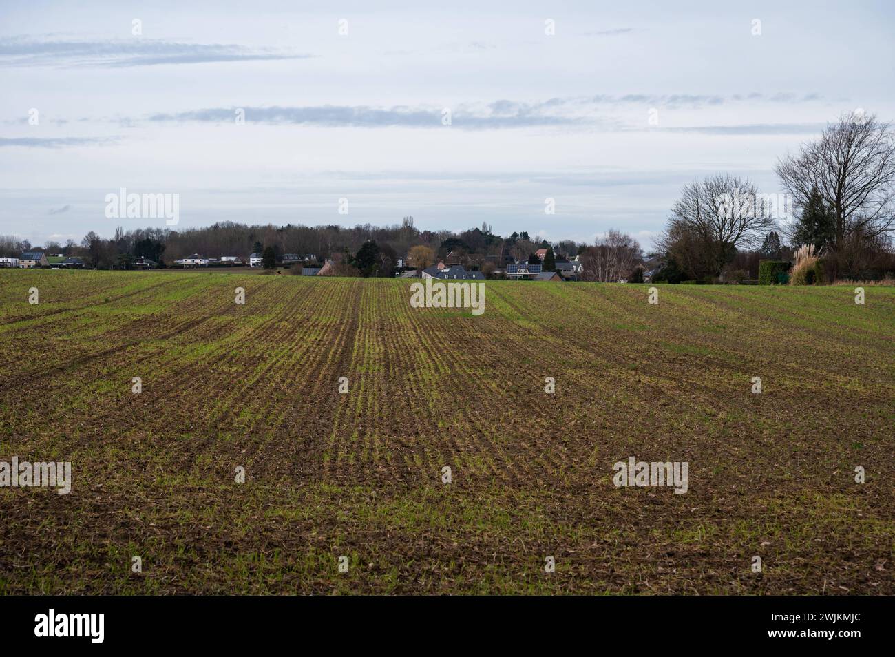 Fresch sown corn fields at the Flemish countryside around Leuven, Flemish Brabant, Belgium Stock Photo
