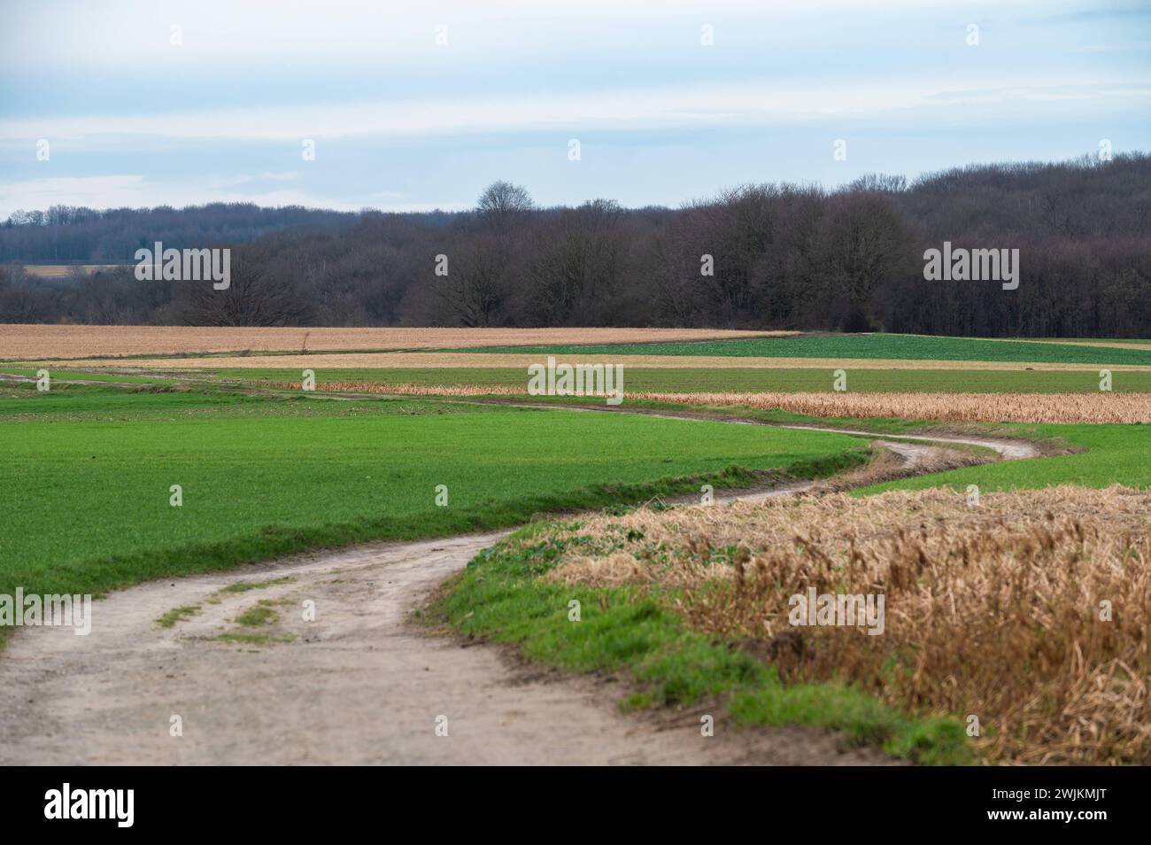 Harvested wheat fields and meadows at the Flemish countryside around Herent, Flemish Brabant, Belgium Stock Photo