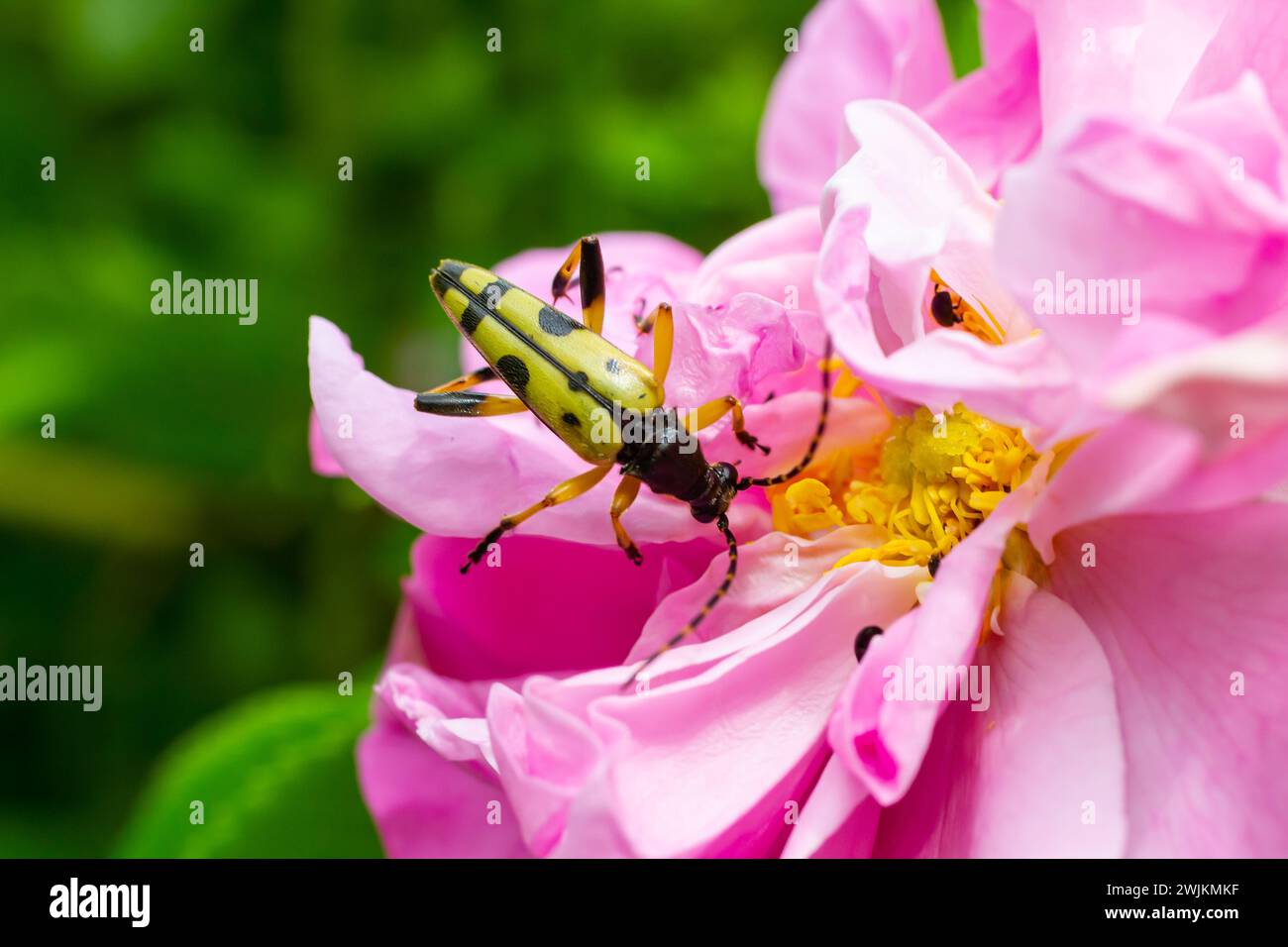 Closeup on a Spotted longhorn beetle, Leptura maculata on the pink flower, Daucus carota. Stock Photo