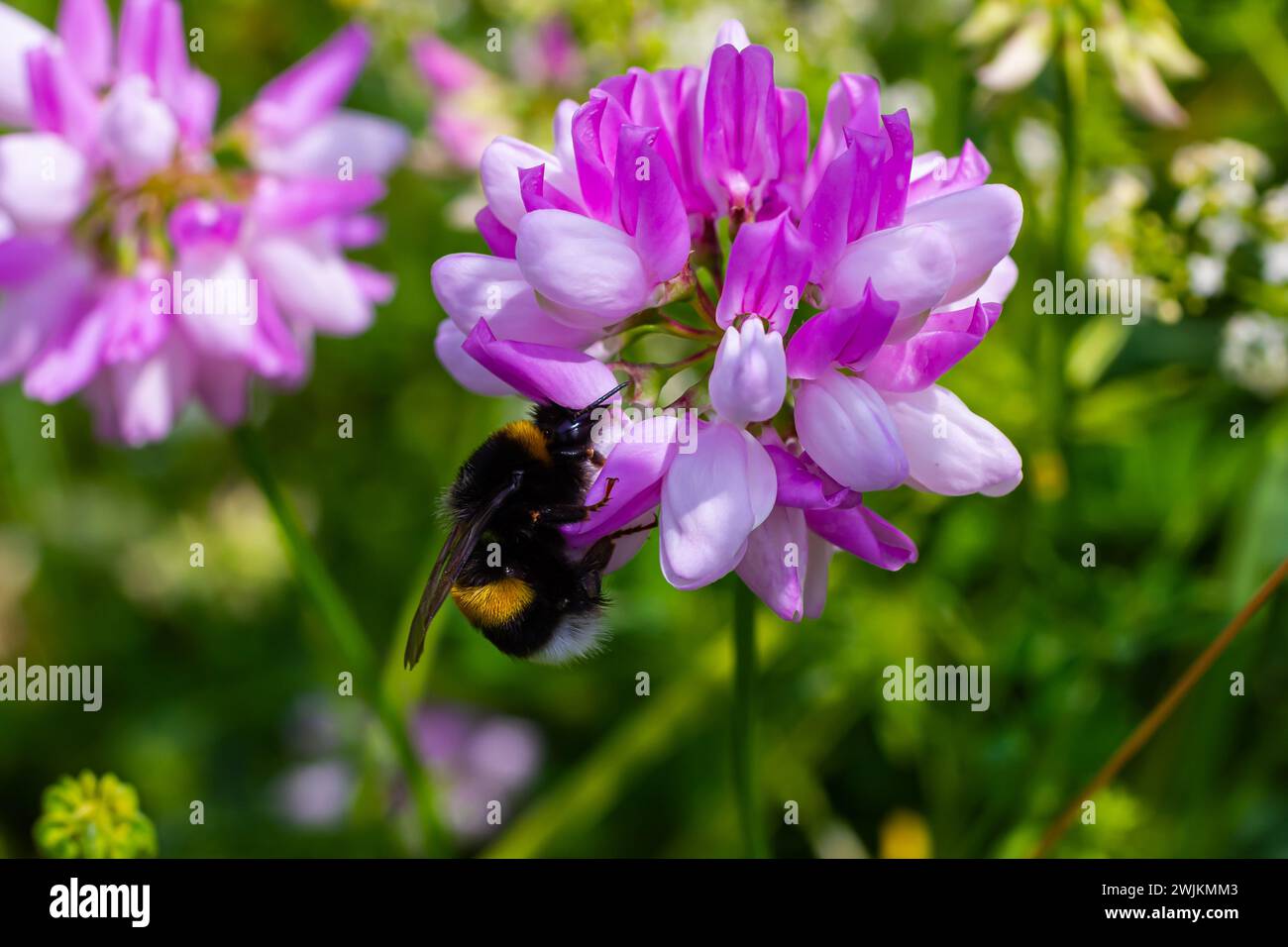 Closeup on a European small garden bumblebee, Bombus hortorum, drinking nectar form a purple thistle flower. Stock Photo