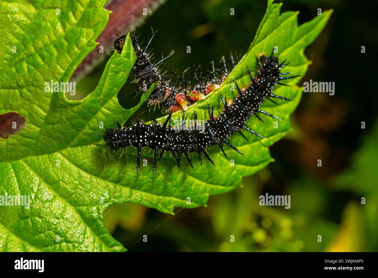 caterpillars of a European peacock butterfly on green leaves they feed ...