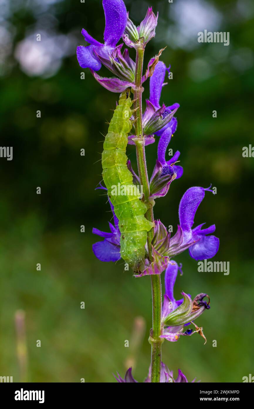 Caterpillar sliding along a stalk of sage with green background. Stock Photo