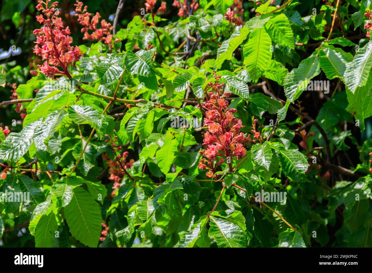 Blooming red horse-chestnut (Aesculus carnea) at spring Stock Photo