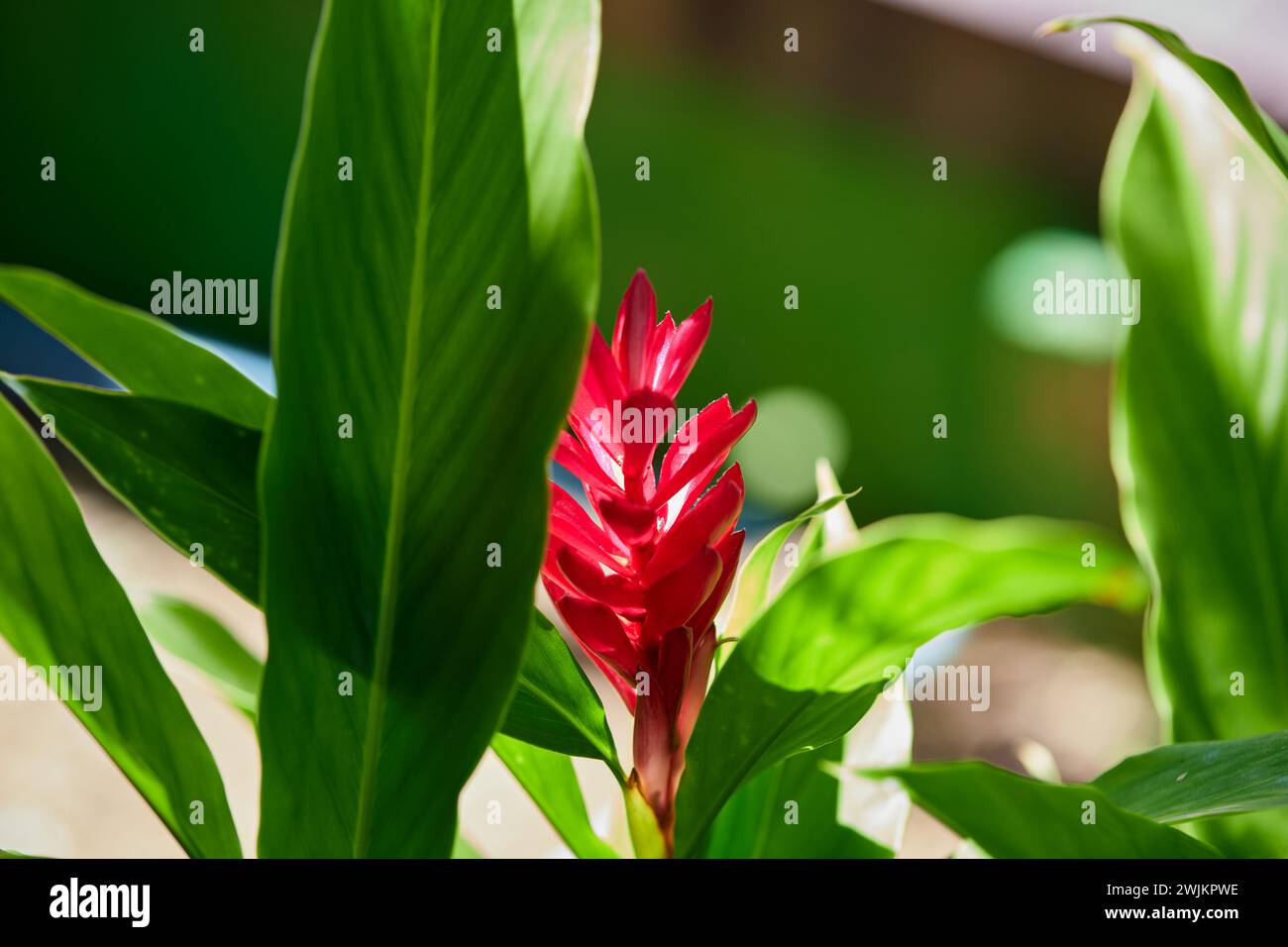 Close-up of red ginger flower blooming on plant Stock Photo
