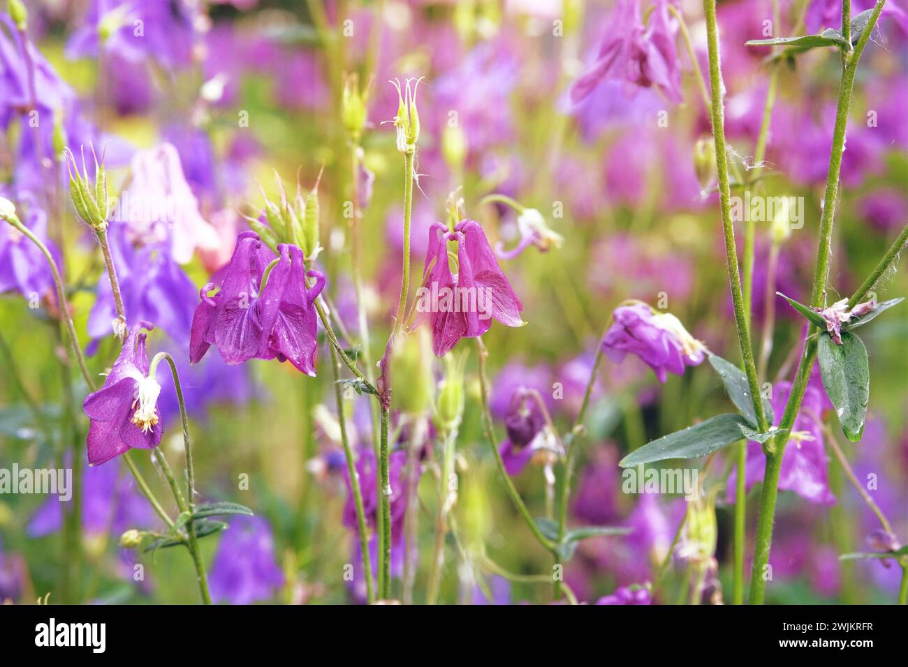 Aquilegia vulgaris flowers blooming with white bright petals. Spring blurred background of nature. Pink color. Low mountain range. Stock Photo