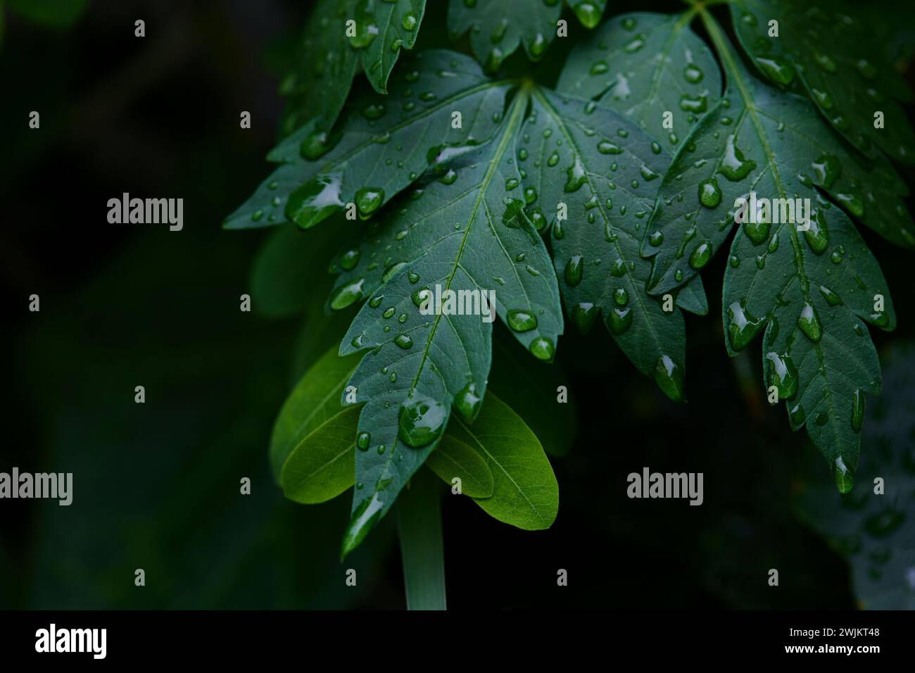 Close-up view of raindrops on green leaf Stock Photo