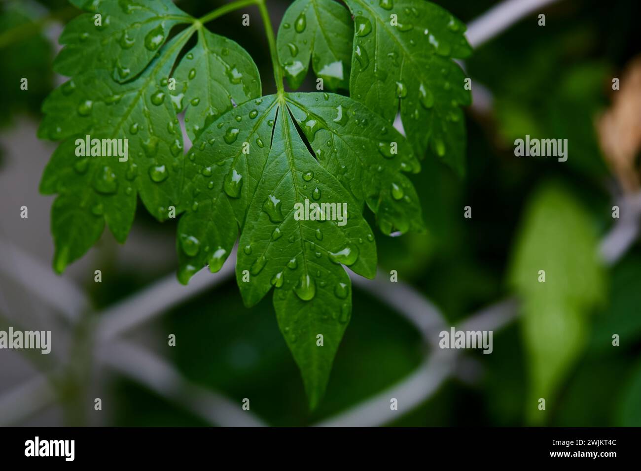 Close-up view of raindrops on green leaf Stock Photo