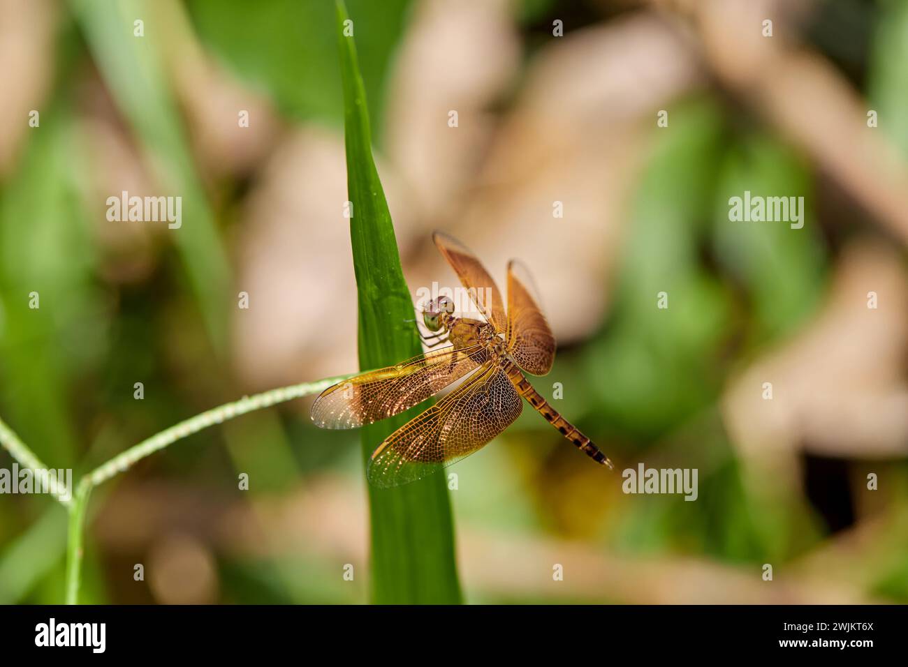 Close-up view of  dragonfly perching on grass Stock Photo