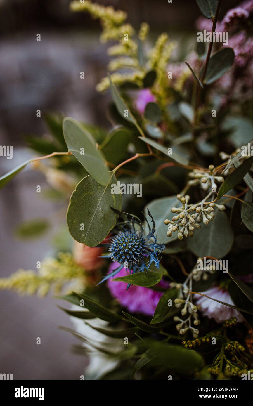 blue thistle flower eryngium in a summer wedding bouquet Stock Photo