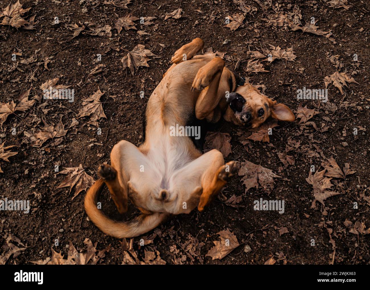 Happiness unleashed in the park! Stock Photo