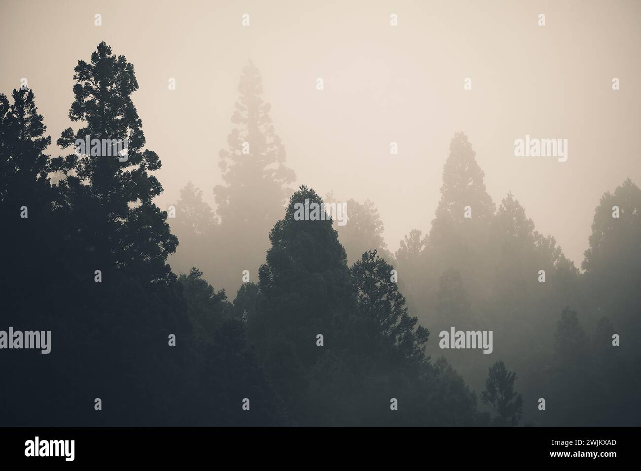 Mist rises over forest in Gifu Japan Stock Photo