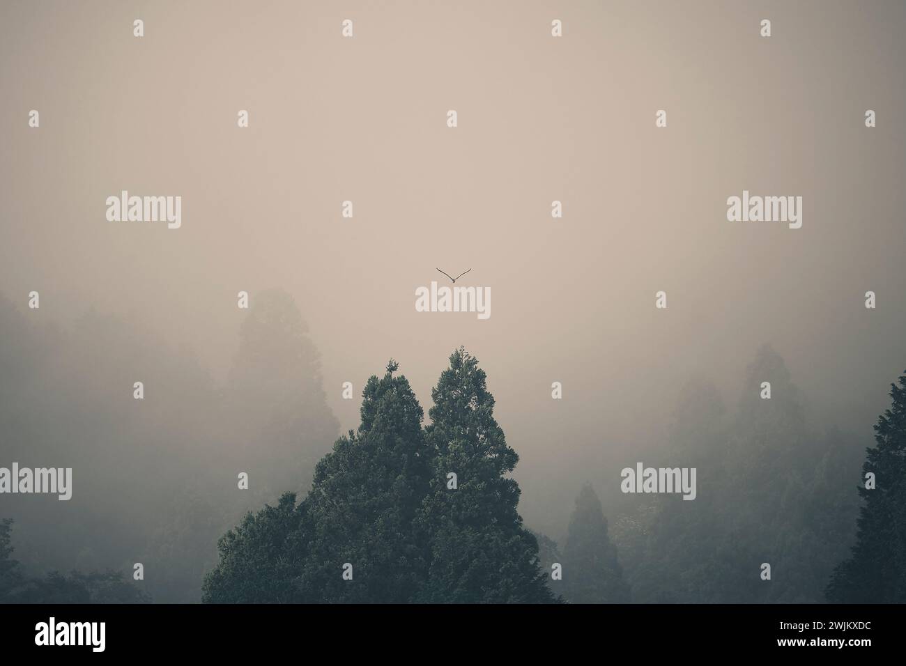 Bird flies through mist over trees in Gifu Japan Stock Photo