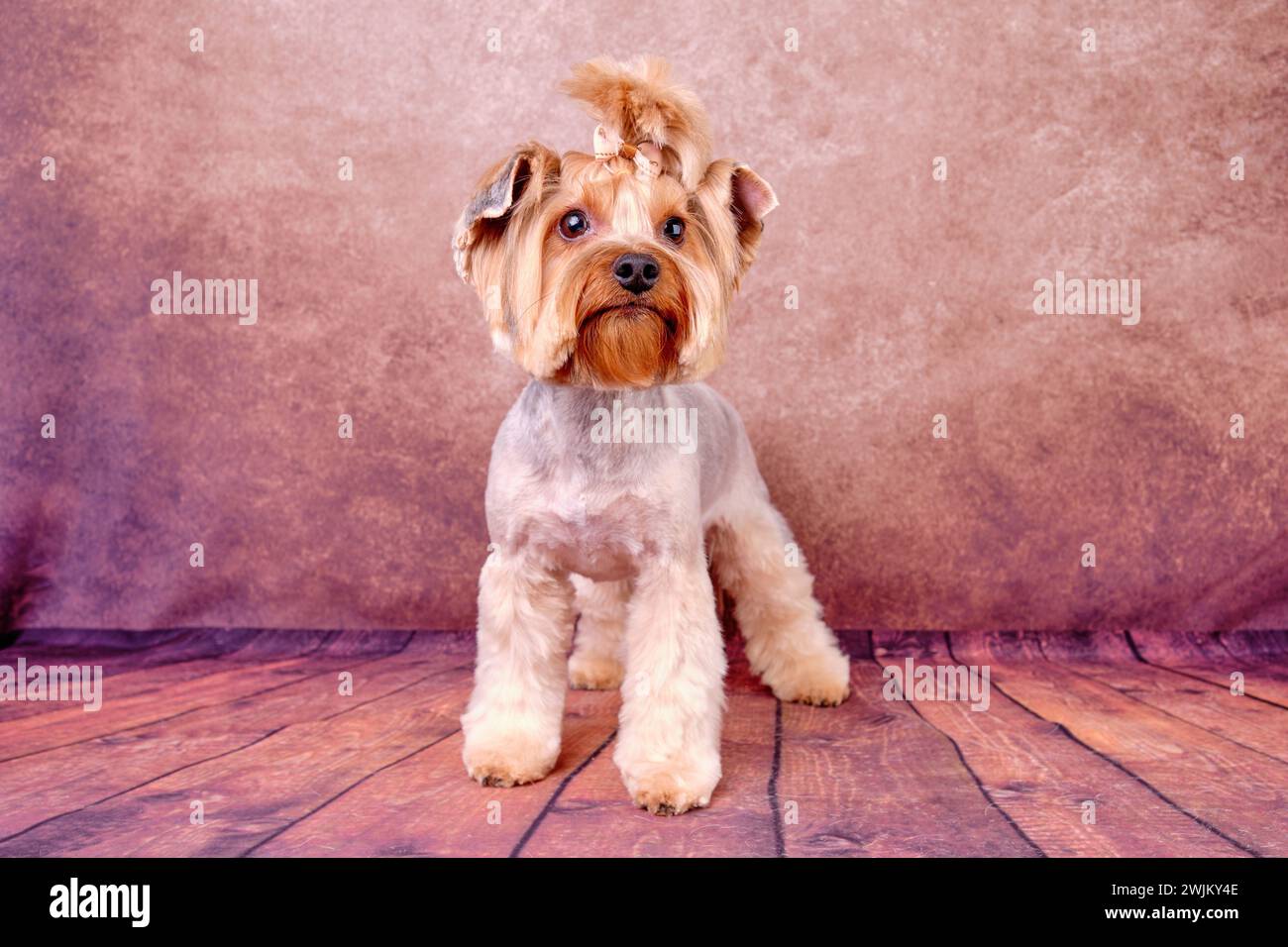 A Yorkshire Terrier dog with a beautiful daily haircut for the convenience of life Stock Photo