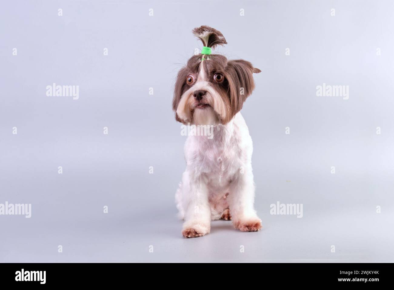 Beaver is a Yorkshire terrier after a haircut at a beauty salon for dogs Stock Photo