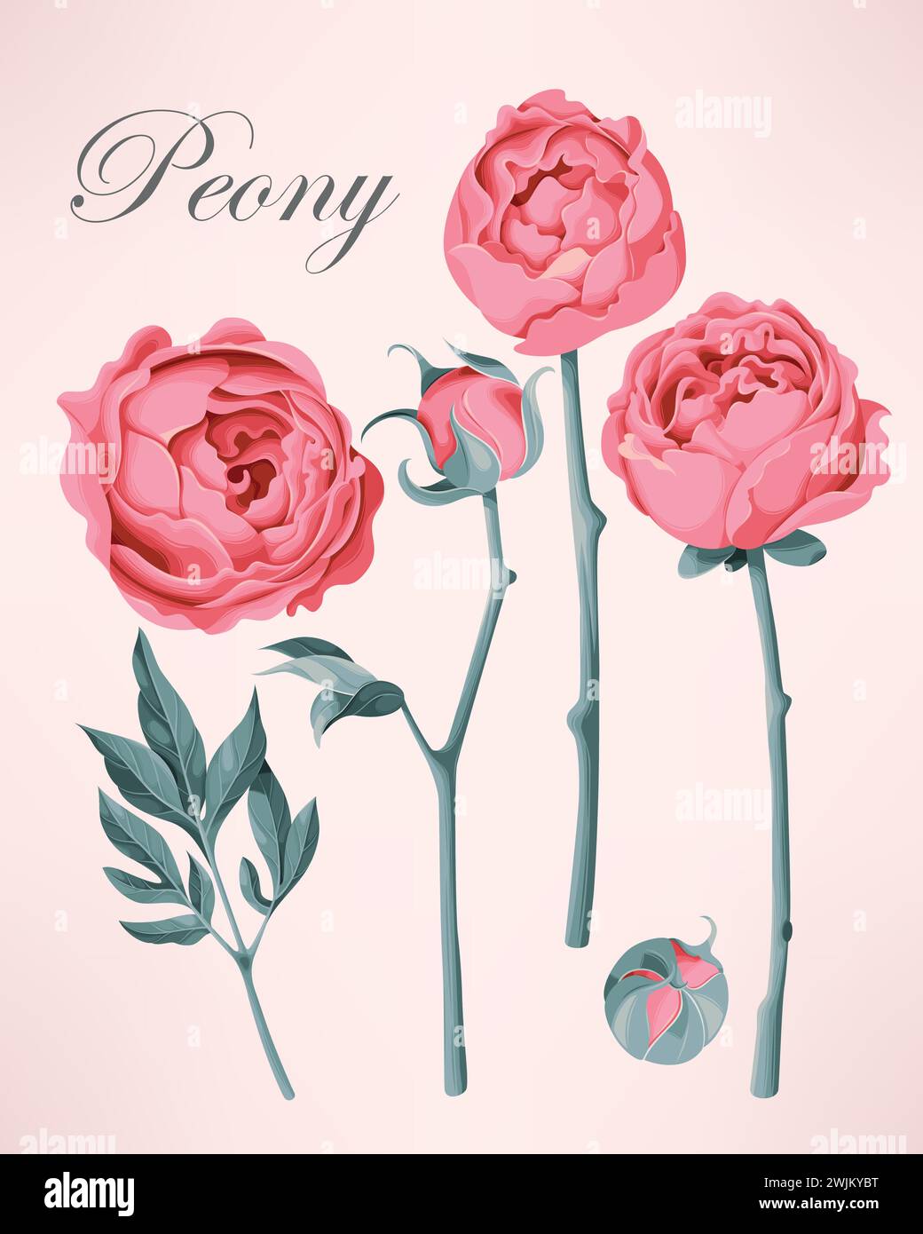 Set of vintage peonies Stock Vector Image & Art - Alamy