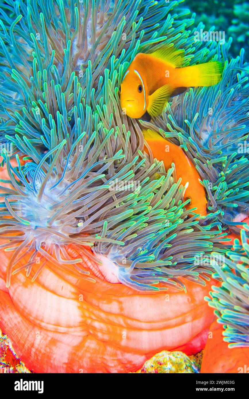 Blackfinned Anemonefish, Amphiprion nigripes, Magnificent Sea Anemone, Heteractis magnifica, Coral Reef, South Ari Atoll, Maldives, Indian Ocean, Asia Stock Photo