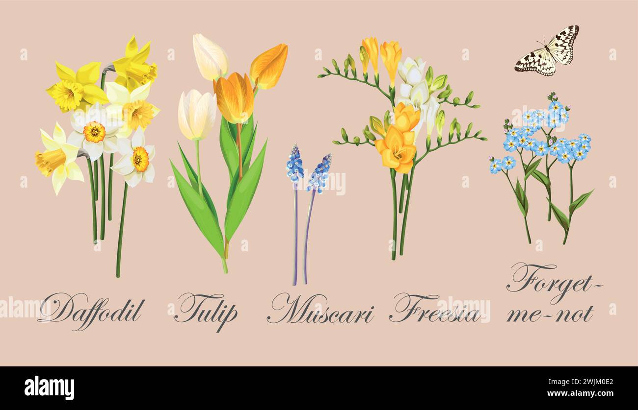 Collection of spring flowers Stock Vector Image & Art - Alamy