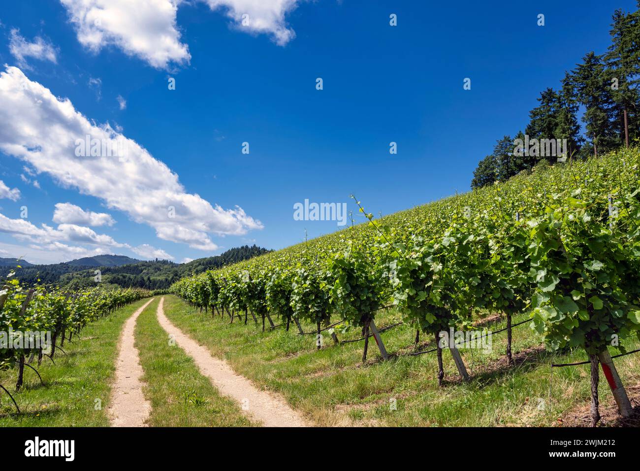 Curved path through gorgeous vineyard landscape on sunny summer day, blue sky, growing green leaves, beautiful seasonal scenery Stock Photo