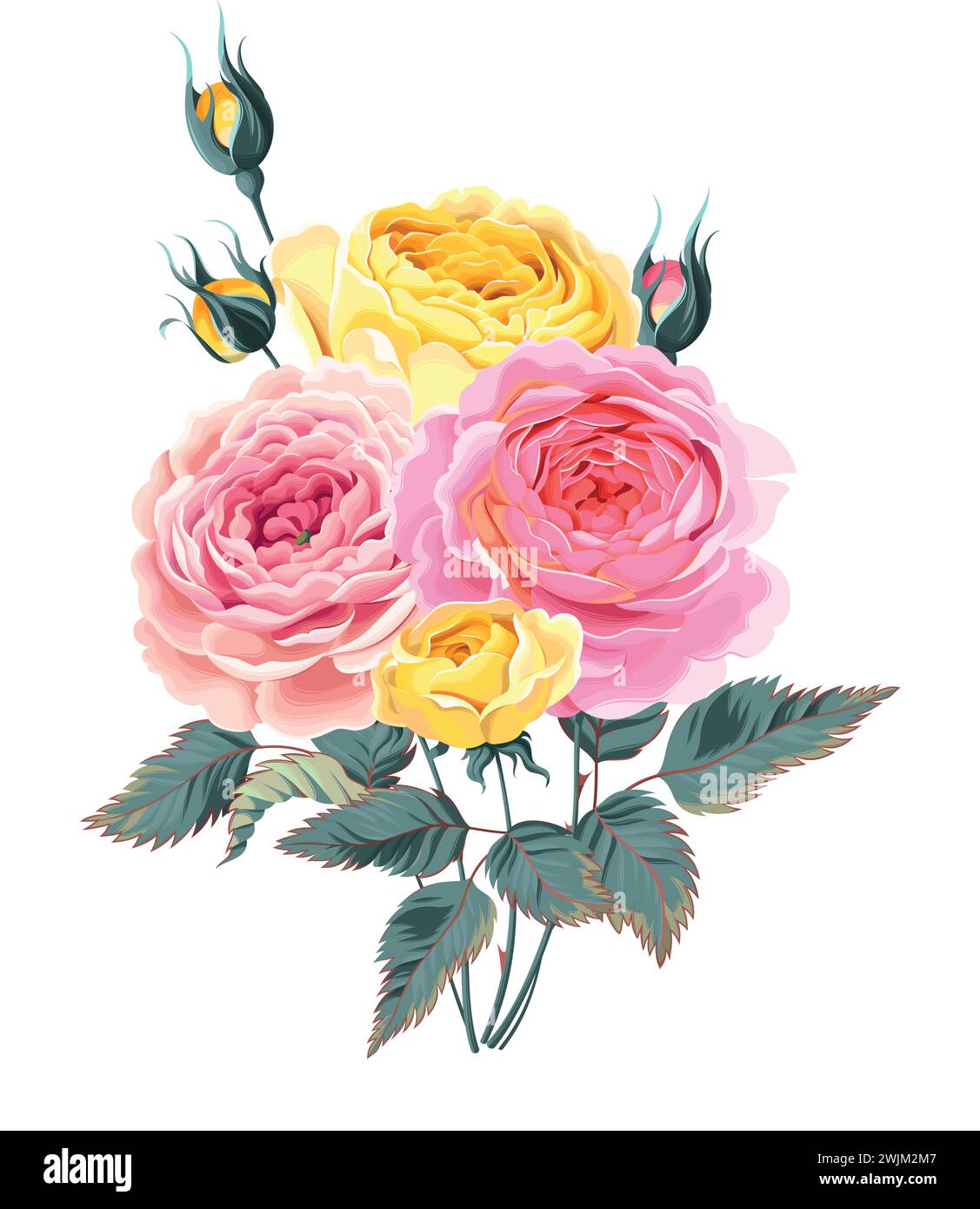 Branch Of Roses Branch of roses Cut Out Stock Images & Pictures - Alamy