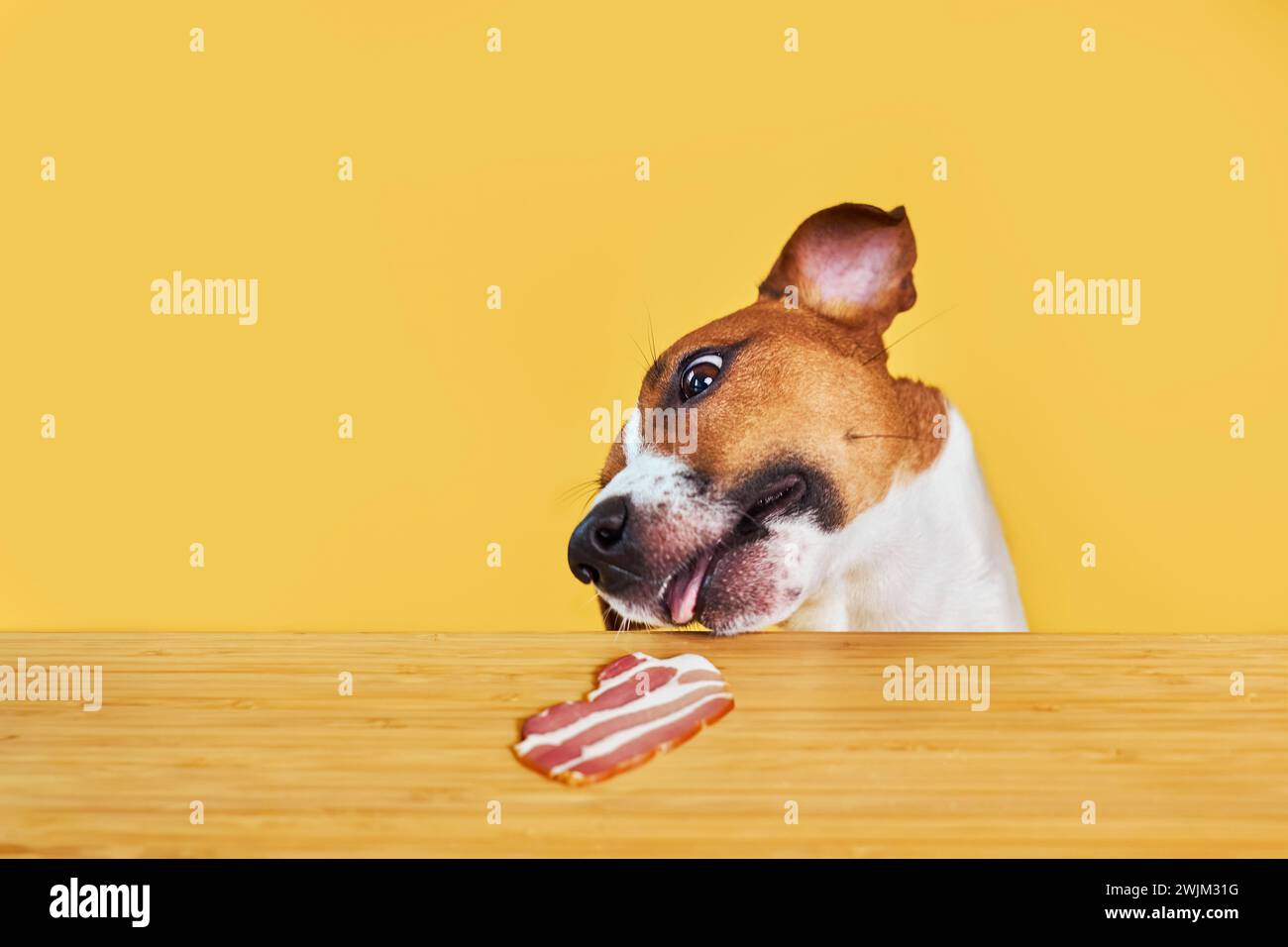 Jack Russell terrier dog eat delicious piece of bacon from a table. Funny Hungry dog portrait with tongue on Yellow background looking at the meat on Stock Photo