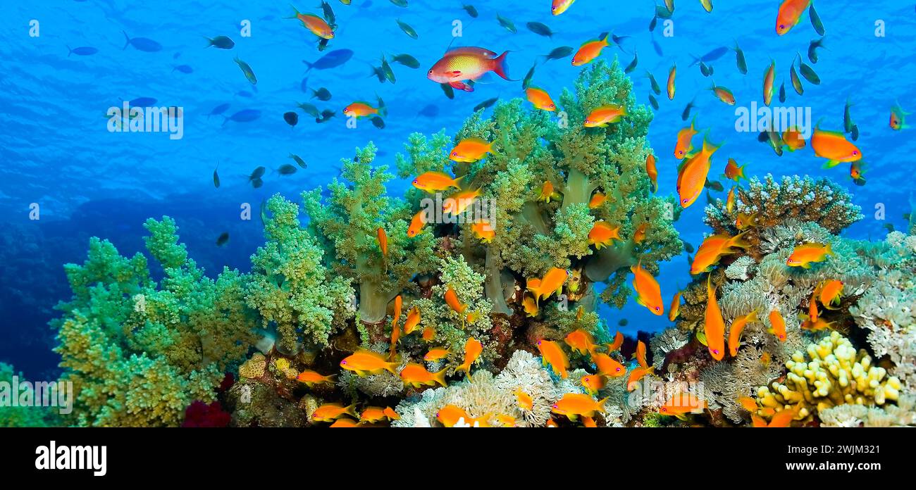 Reef Building Underwater building egypt hi-res stock photography and images - Alamy