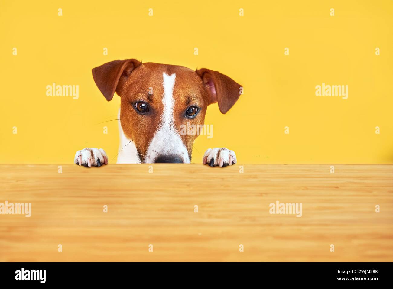 Jack Russell terrier dog eat meal from a table. Funny Hungry dog portrait with tongue on Yellow background looking at the empty table Stock Photo