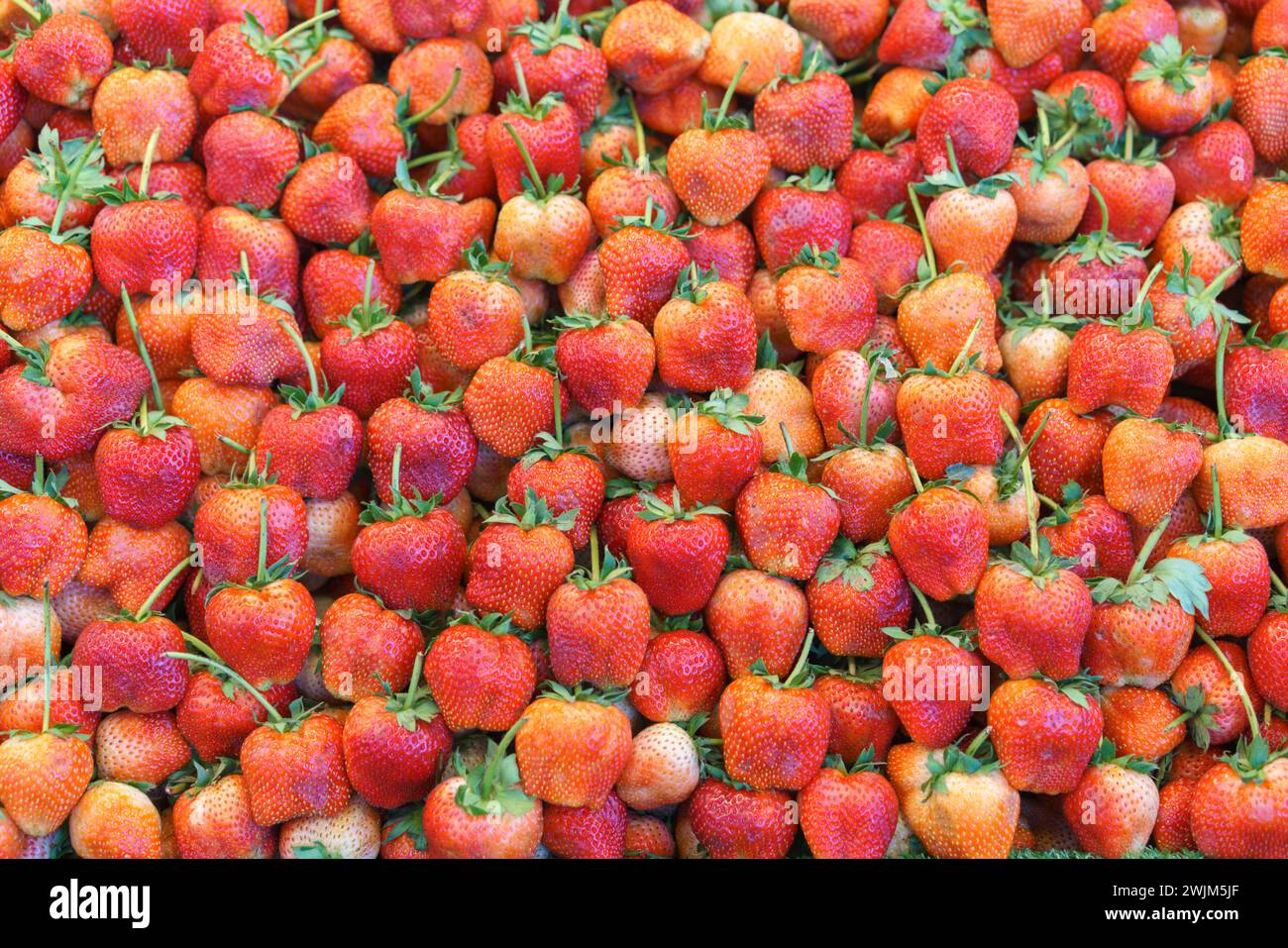 A close-up view of a large, vibrant pile of fresh strawberries, showcasing their bright red color and fresh green stems at a market Stock Photo