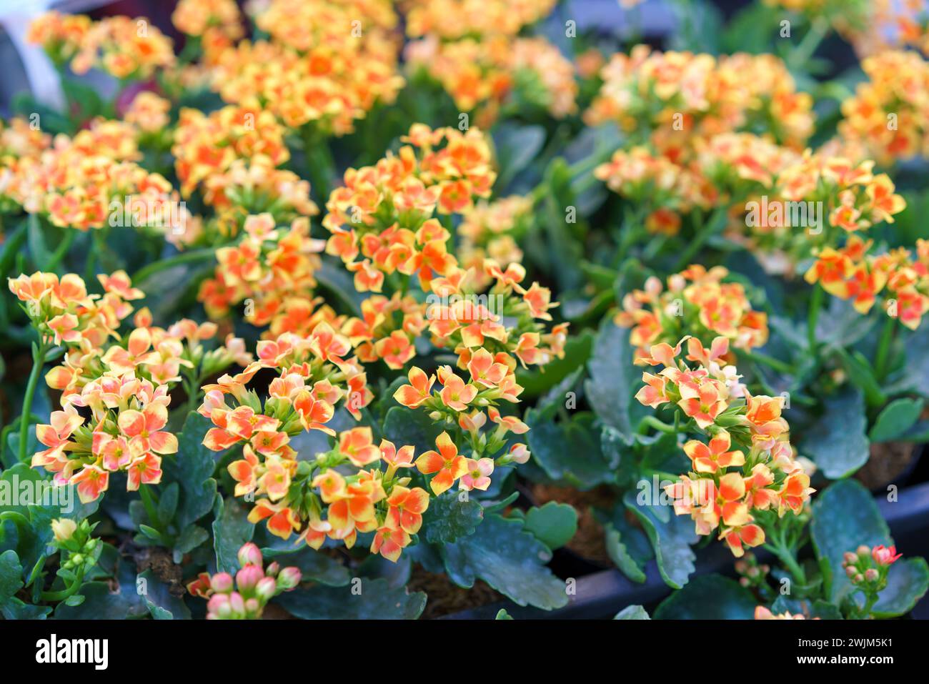 A vibrant display of blooming Kalanchoe plants, showcasing a burst of orange and yellow flowers against lush green leaves Stock Photo