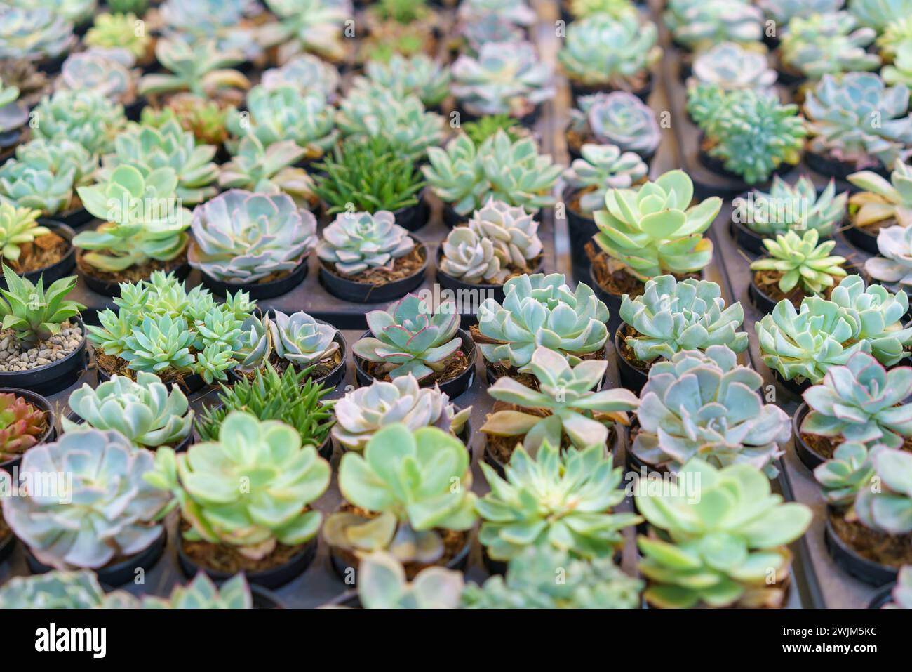 An extensive array of Echeveria succulents, showcasing their rosette forms and subtle color variations, potted and arranged at a nursery Stock Photo