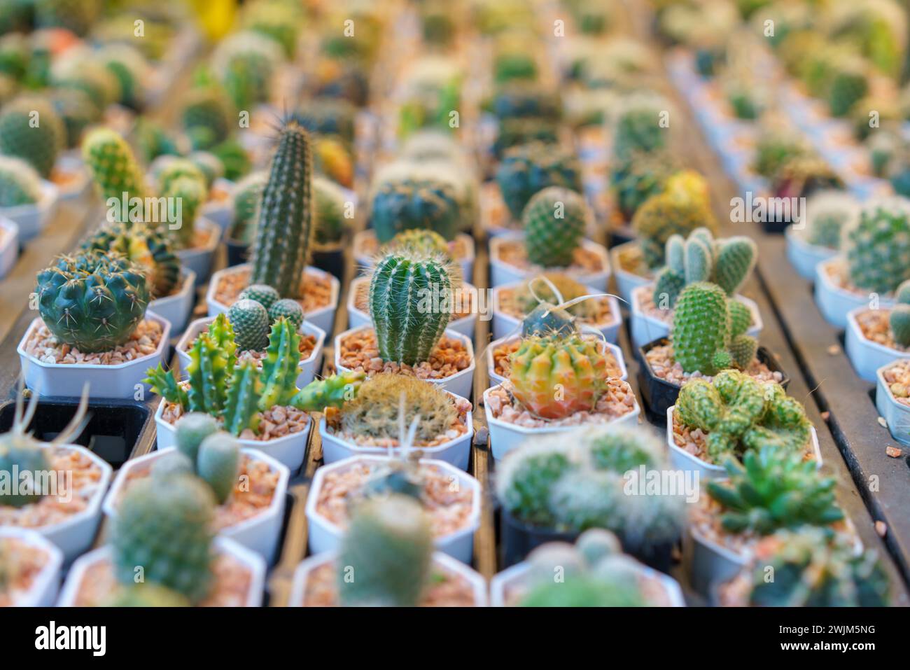 An extensive collection of miniature cacti in various shapes and sizes, neatly potted and lined up for display in a garden center. Stock Photo