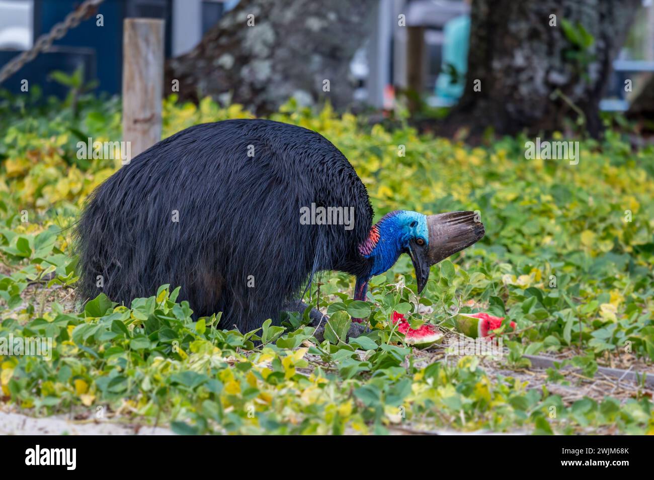 Southern Cassowary Eating Watermelon on Campground of Etty Bay ...