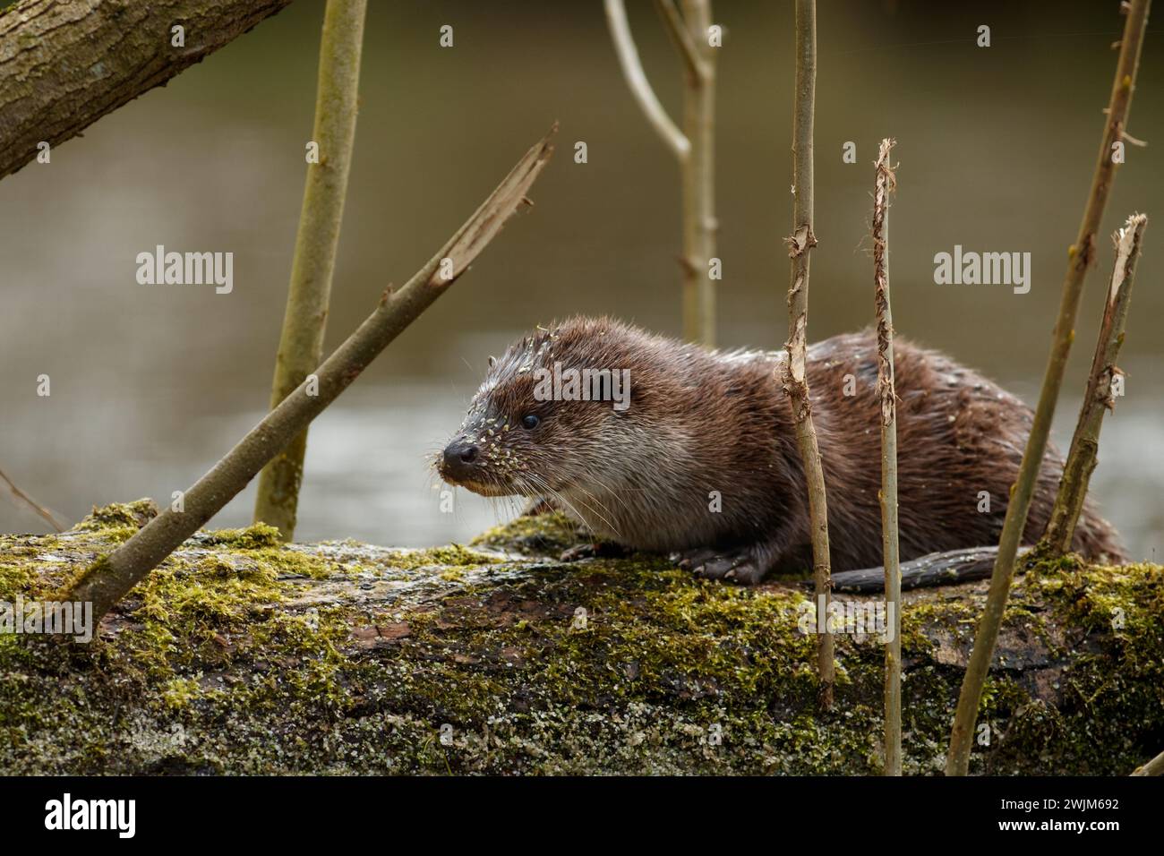 Otter on English river Stock Photo
