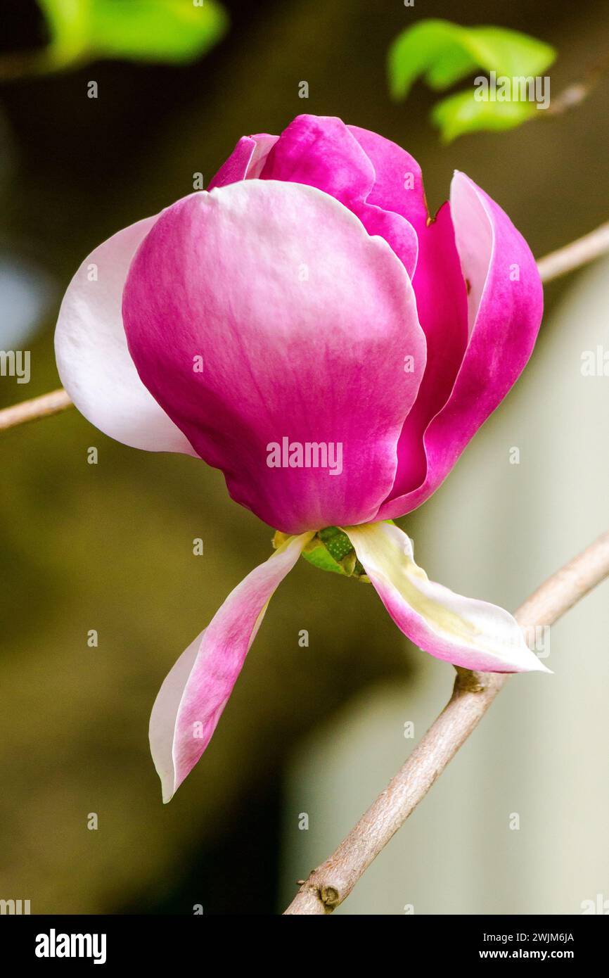 purple magnolia liliiflora in full bloom. closeup nature background in spring Stock Photo
