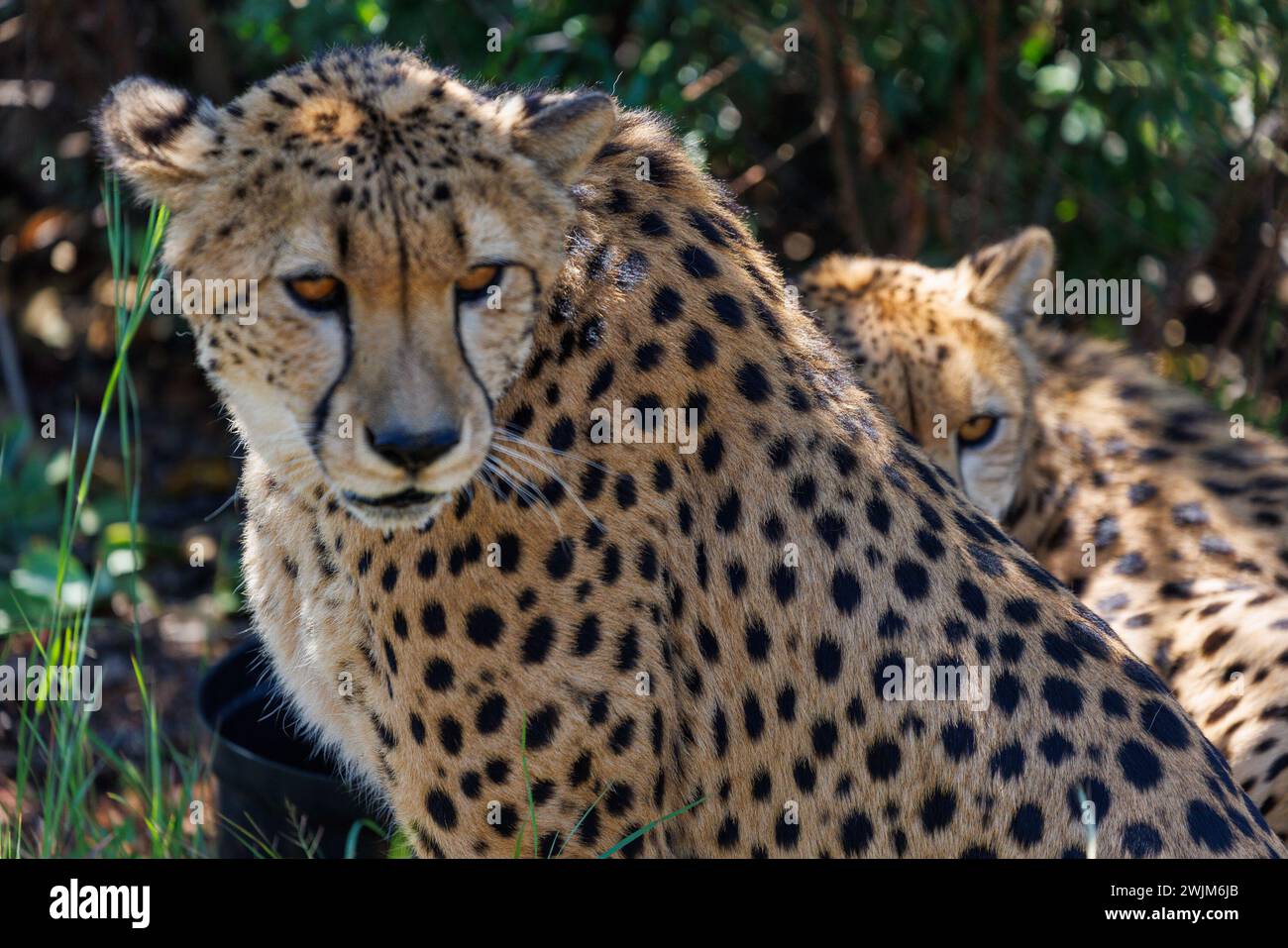 Pair of Cheetahs (Guepardo) in close up Stock Photo