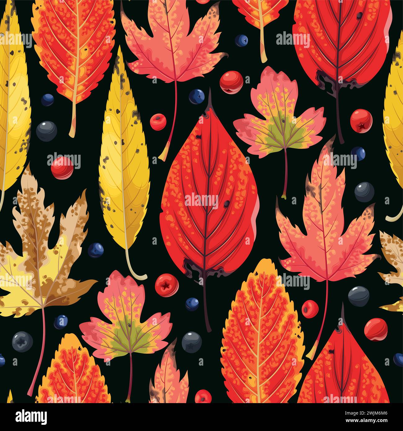 Elderberry berries Stock Vector Images - Alamy