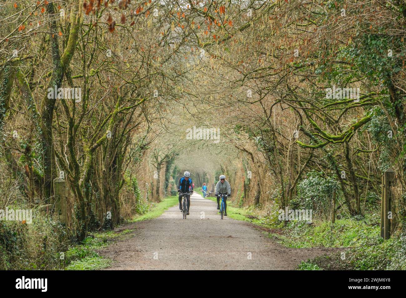 Bicyclists riding down the Camel trail cycleway in Wadebridge, Cornwall with trees either side and above Stock Photo