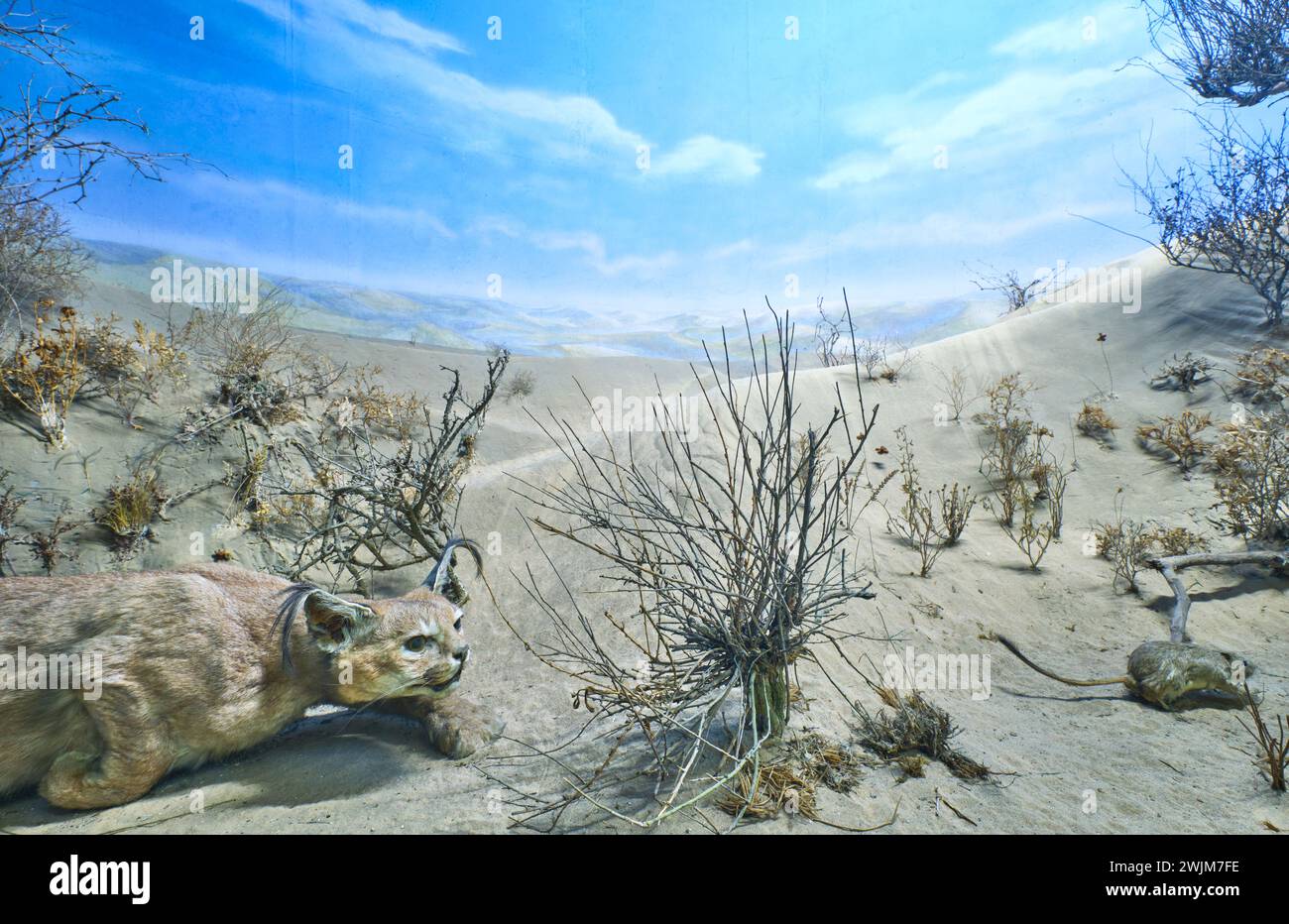 A bobcat, lynx, cat chases, stalks a mouse, rat in the sandy desert. A diorama of taxidermy at the Biological Museum on the campus of Al-Farabi Kazakh Stock Photo