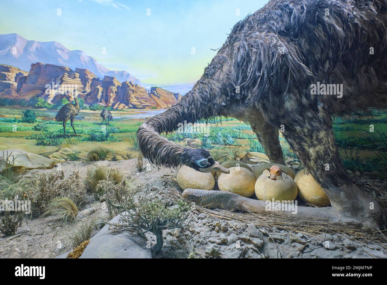An emu, ostrich female with her eggs, one just hatched with a cute chick. A diorama of taxidermy at the Biological Museum on the campus of Al-Farabi K Stock Photo