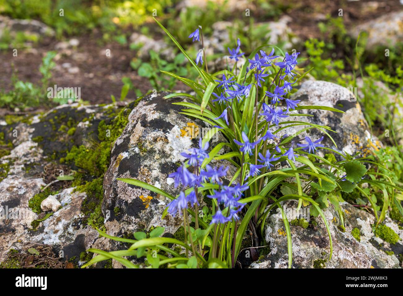 Scilla cilicica Siehe. Flora. Forest. Red book Israel Stock Photo